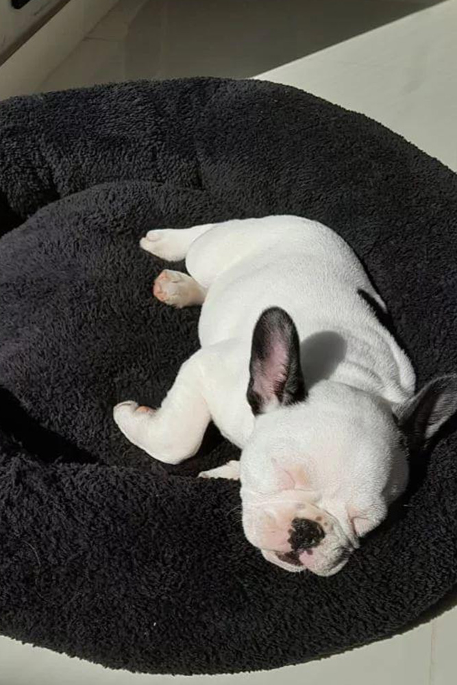 perro