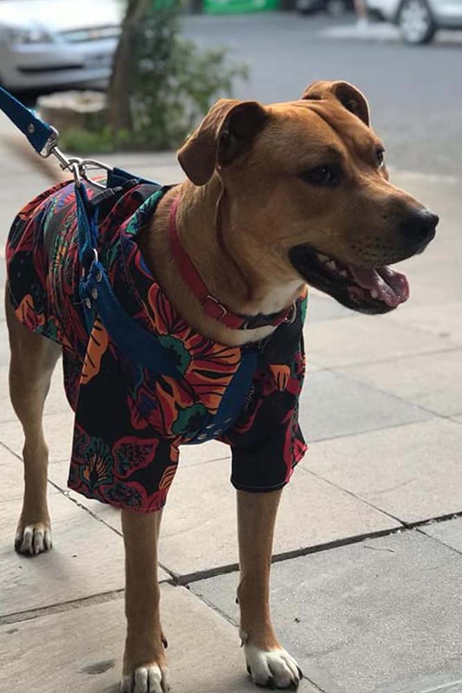 perro