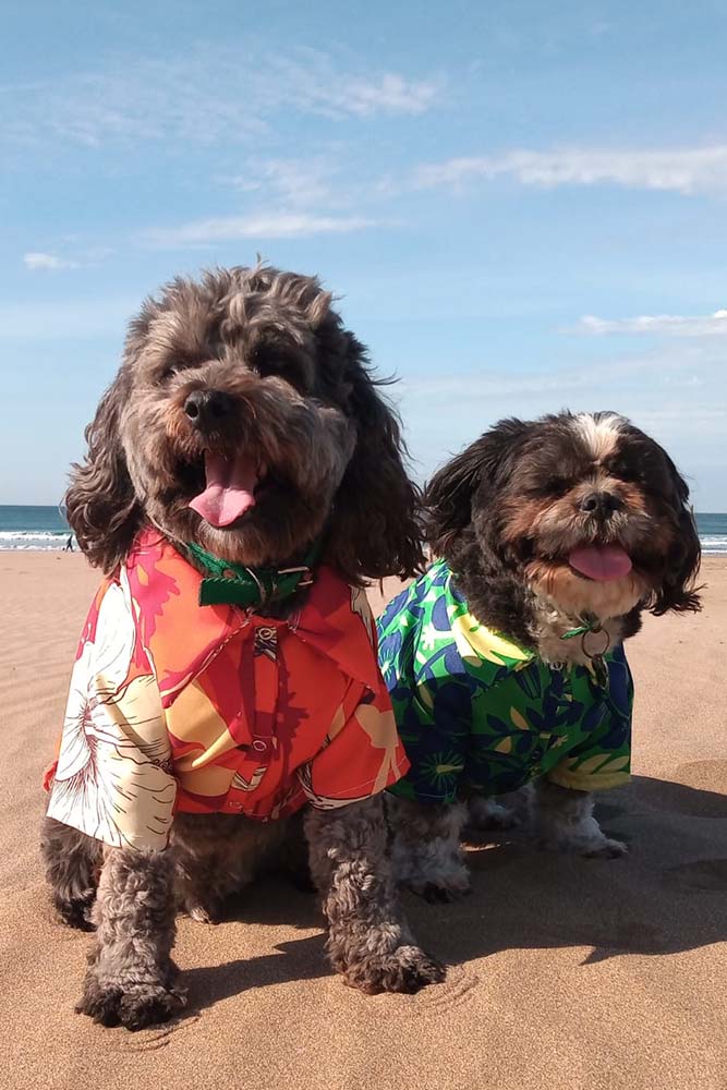 perro