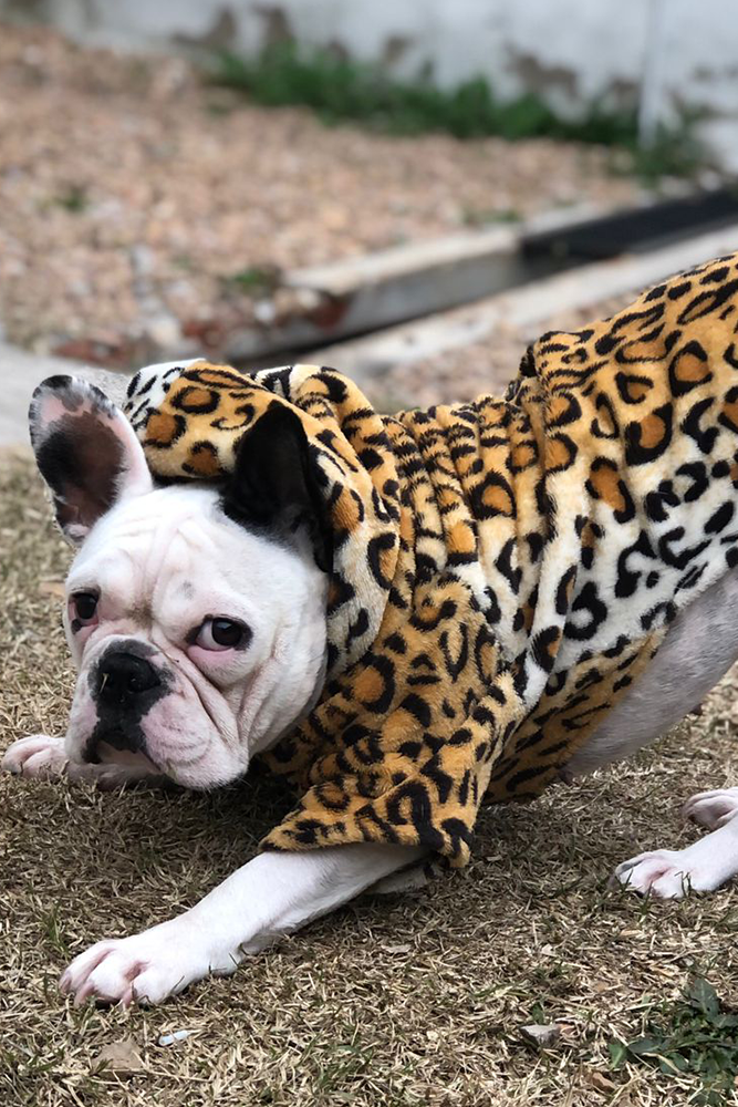 perro