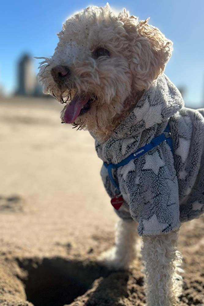perro