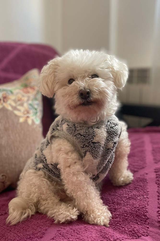 perro
