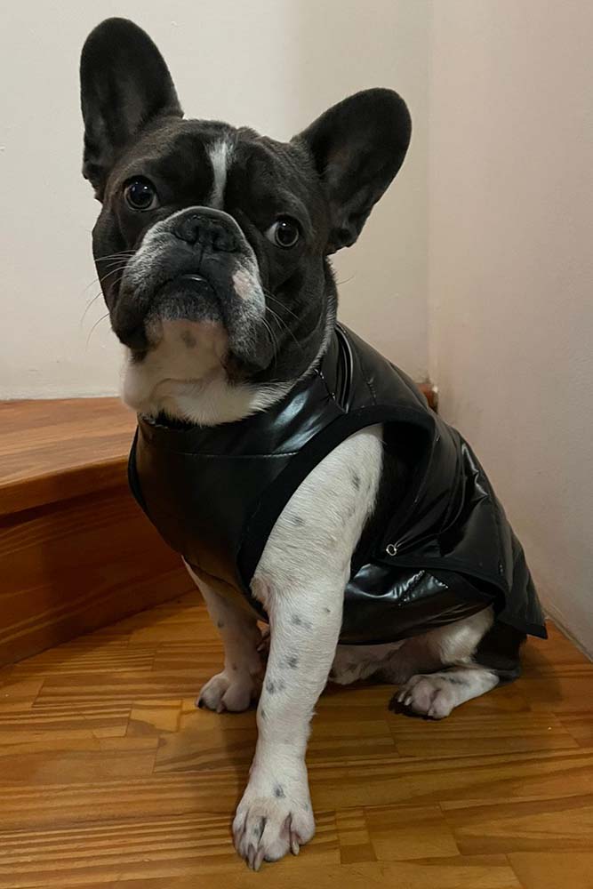 perro