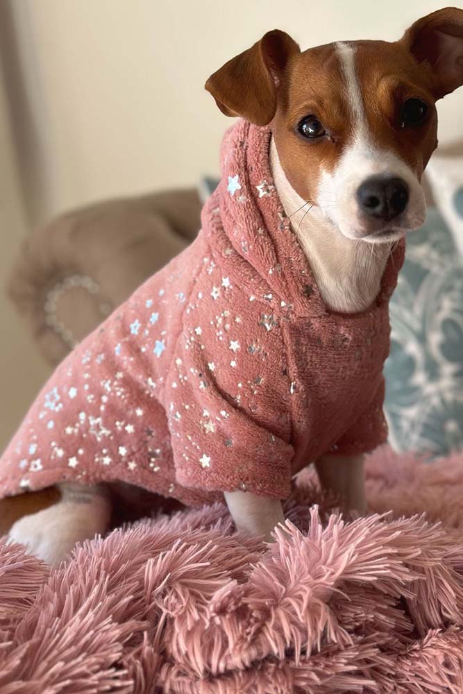 perro