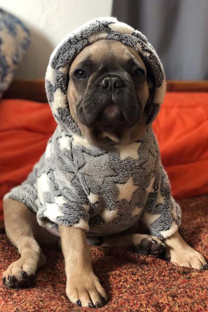 perro