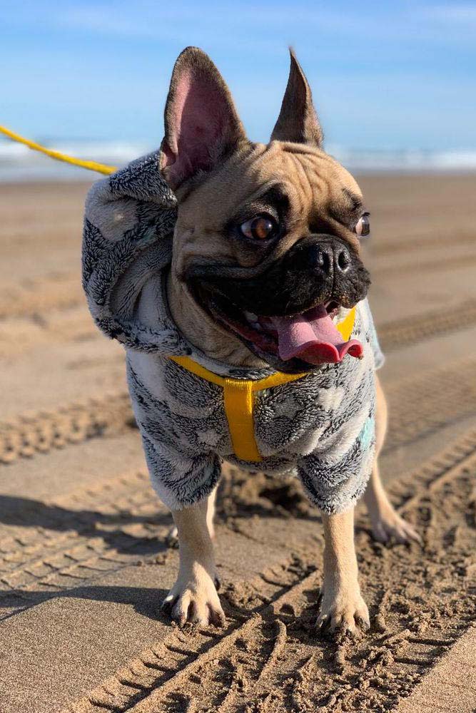 perro