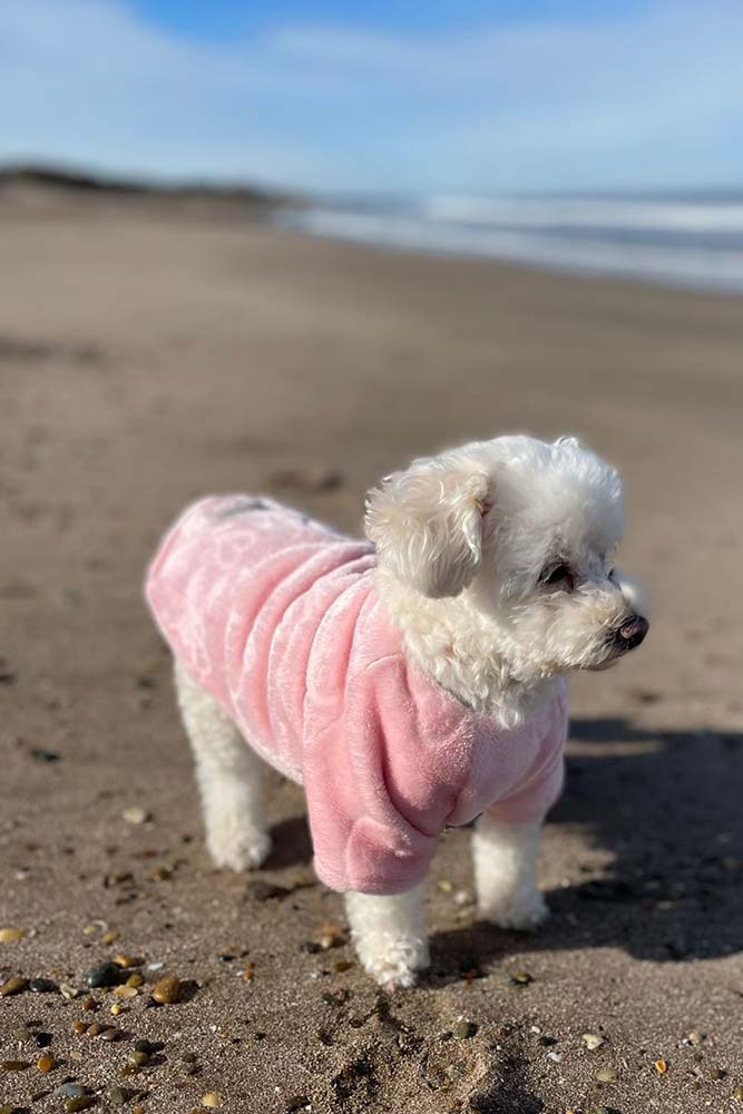 perro