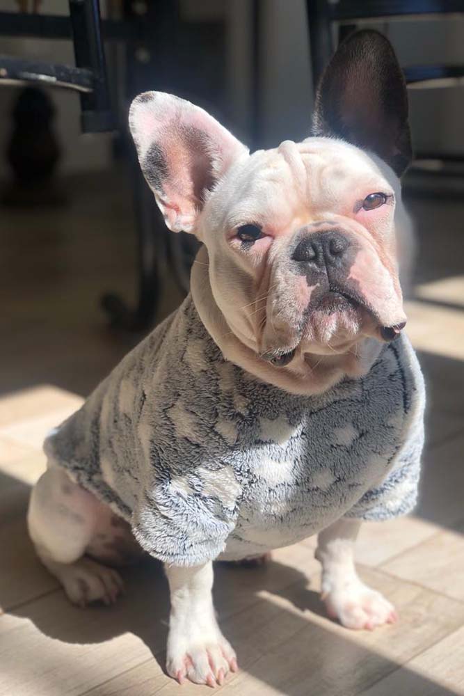 perro