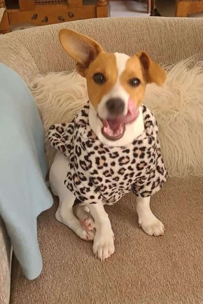 perro